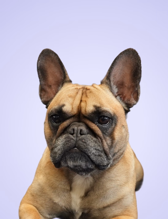 Cora — King of Cuddles, ALBIN GROUP AG