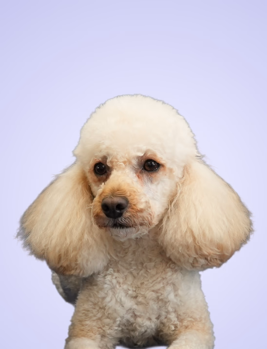 Lilly — Queen of Cuddles, ALBIN GROUP AG